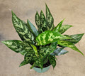 6" Aglaonema Maria (Emerald Beauty)